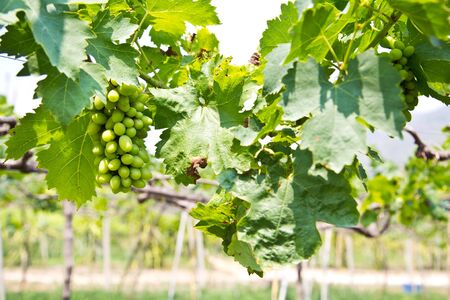 Green grapes farm for wine makingの写真素材