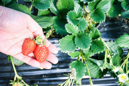 Fresh strawberry fruits from farm, copy spaceの写真素材
