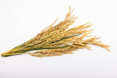 Ears of rice on white background with copy spaceの写真素材