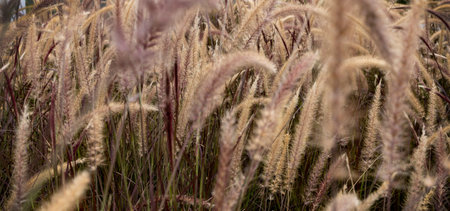 Close up of Foxtail fountain grass (Pennisetum setaceum) in a field