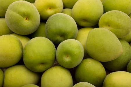 Pile of Green plum fruits or Japanese apricot , Prepare to make plum wineの写真素材
