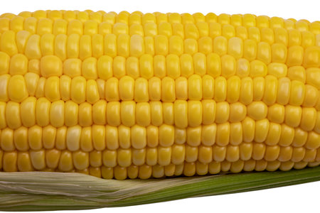 Close up , Single ear of corn isolated on white background