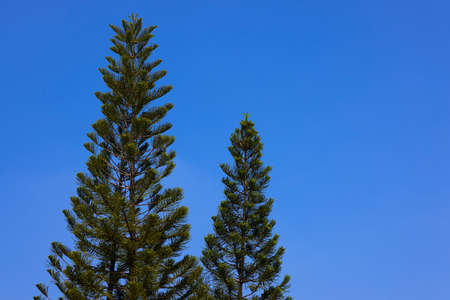 Shape of pine trees on the blue sky backgroundの写真素材