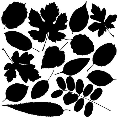 Collection of leaf silhouettes のイラスト素材