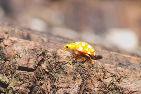 Coccinellids are generally considered useful insects as many species feed on aphids or scale insects, which are pests in gardens, agricultural fields, orchards, and similar placesの写真素材