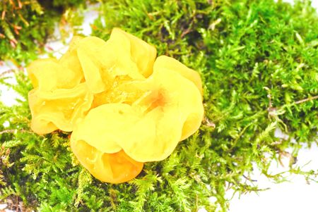 Fruit body: jelly, semitransparent, rather formless, which consists of blades, randomly assigned to one another.の写真素材