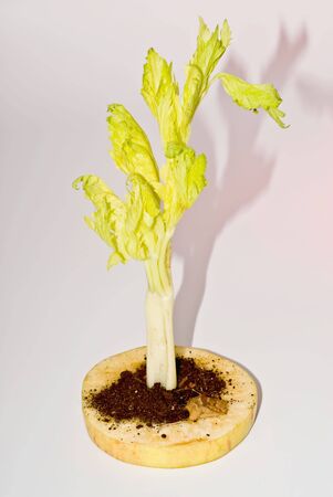 Celery seedling planted in the ground at the apple slicesの写真素材
