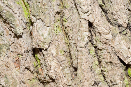 The pine- tree bark close-up