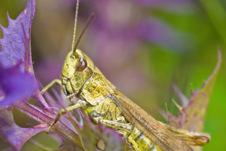 Grasshopper sits on the stalk of grassの写真素材