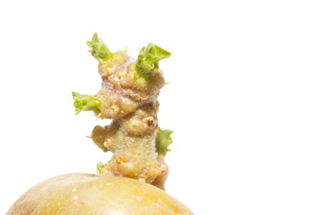 Potato tuber is prepared for planting in the groundの写真素材