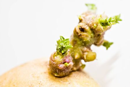 Potato tuber is prepared for planting in the groundの写真素材