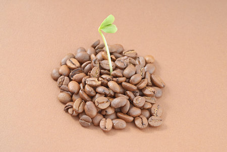 Close-up: green seedlings growing out of a pile of coffee seedsの写真素材