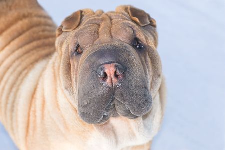 Wet nose  sharpei- close lookの写真素材