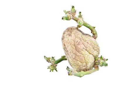 Green shoots of potato tubers to isolate the backgroundの写真素材