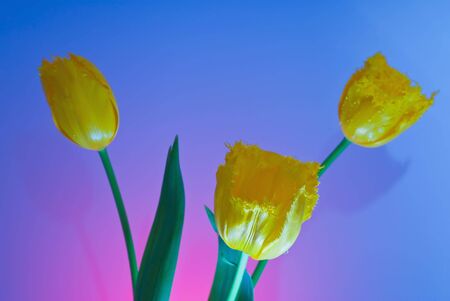Three yellow tulipの写真素材
