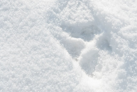 Footprints dog. Winter season, snowy driftの写真素材