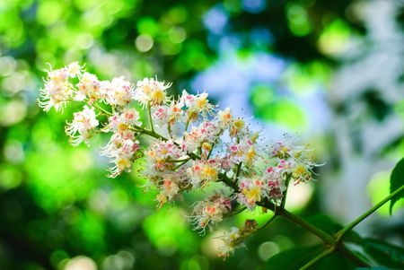 Flowers Chestnut soft background of sky and leavesの写真素材