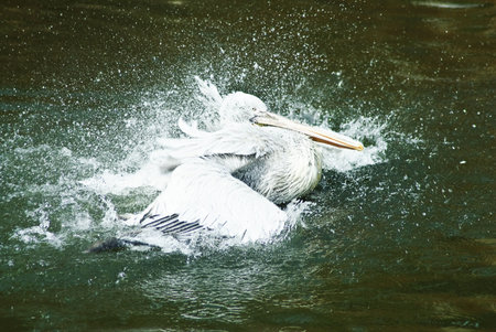 Splashing- pelican swimming の写真素材