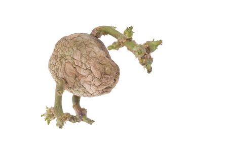 Tuber sprouted potatoes in artsy birds - vegetable foodの写真素材