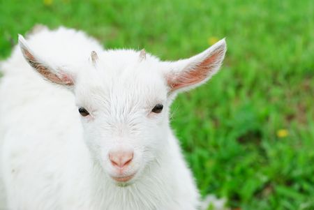 Curious white goatling stands on a green meadowの写真素材