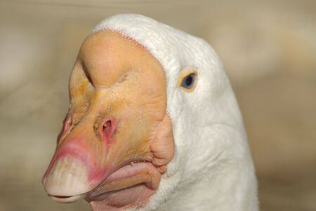 Beak goose major planの写真素材