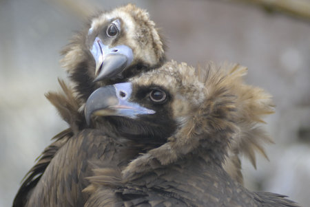 Monk Vultureの写真素材