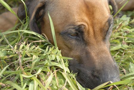 Rhodesian Ridgeback- breed dogs from the African continent, with a comb on the back, the direction of growth of wool from head to tailの写真素材