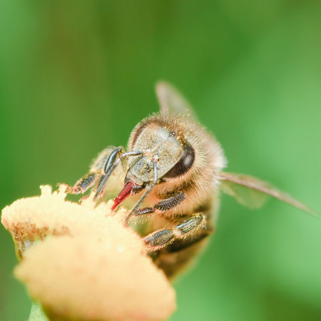 Bee sits on a yellow flower and cleans its sting