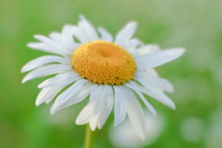 Ox-eye daisy- background soft, blurredの写真素材