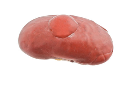 Red beans with water dropsの写真素材