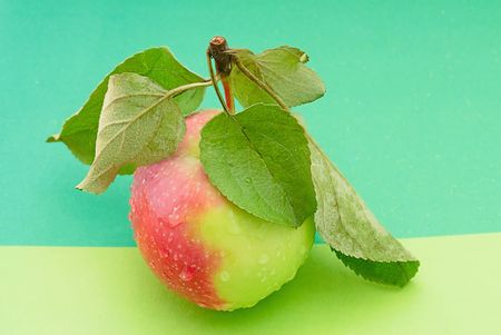 The ripe red apples and green leaves of apple treesの写真素材