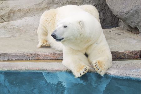 Polar bear lies on the rocksの写真素材