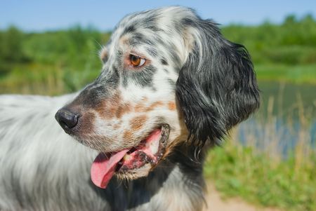 Hunting dog breeds setter の写真素材