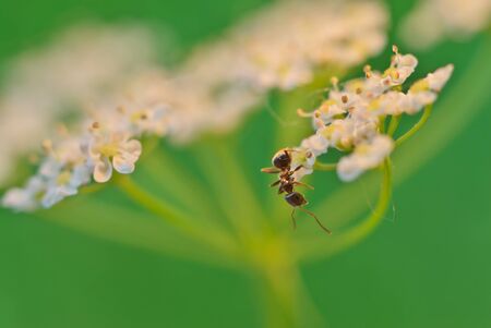 White small flowers and ant.の写真素材