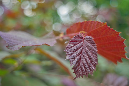Red leaf of a tree on a sunny dayの写真素材