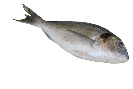 Fresh fish doradoの写真素材