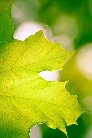 Maple leafの写真素材
