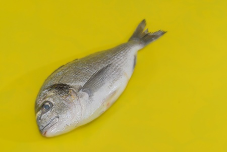 Fresh fish for cooking in the kitchenの写真素材
