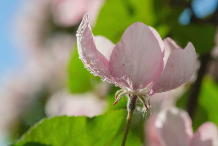 against the blue sky pink flowers on appleの写真素材