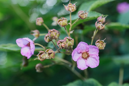 wild flowers in the summer on a bright sunny dayの写真素材