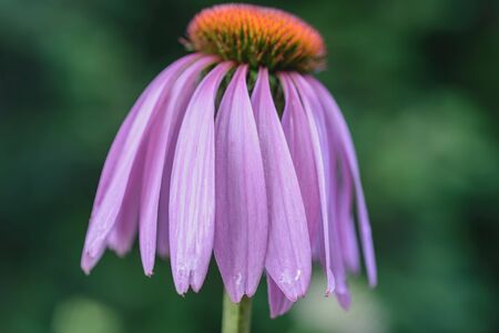 wild flowers in the summer on a bright sunny dayの写真素材
