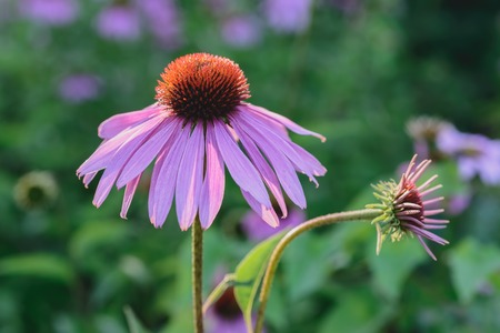 wild flowers in the summer on a bright sunny dayの写真素材
