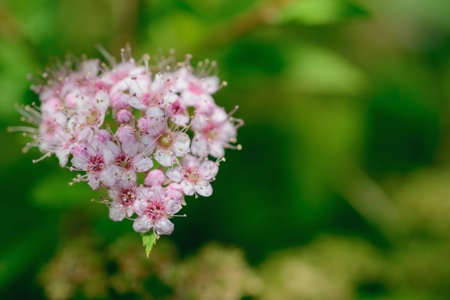 wild flowers in the summer on a bright sunny dayの写真素材