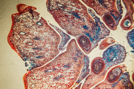Scientific research - plant tissue magnificationの写真素材