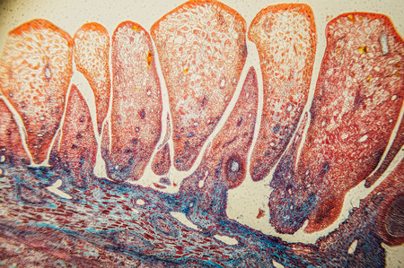 Scientific research - plant tissue magnificationの写真素材