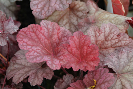 The surface of green leaf closeupの写真素材