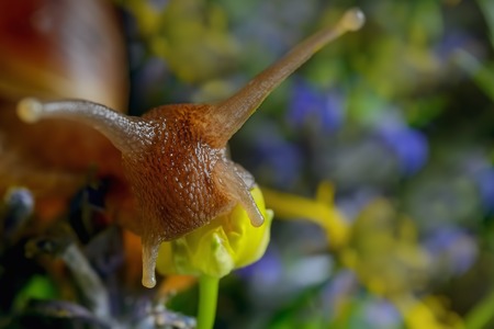 snail moves slowly in the grassの写真素材