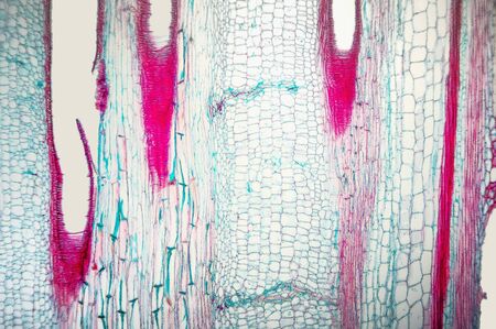 Longitudinal section of pumpkin (cucurbits) stem. Recommended sizes for printing 20x30 cm. To use as teaching materialの写真素材