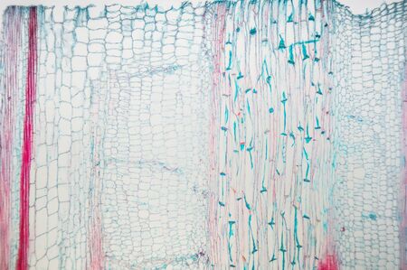 Longitudinal section of pumpkin (cucurbits) stem. Recommended sizes for printing 20x30 cm. To use as teaching materialの写真素材