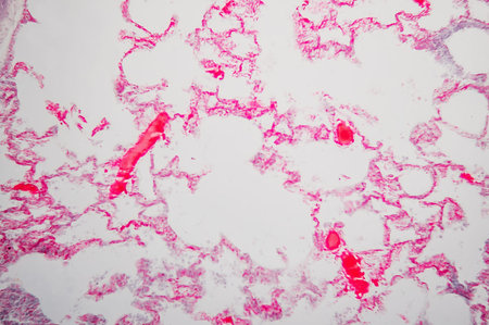 Lung with blood cessels injected rat- science background. Micro section preparation for scientific...